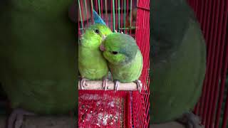 Smallest talking parrot in the world  pacificparrotlet breeding pair [upl. by Weitman]