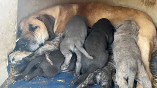 Olympicdogs Bogan x Sticky Mastiff hybrid pups giant athletic healthy family guardian dogs [upl. by Paulo]