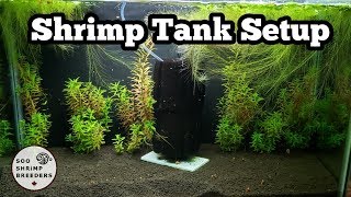 Shrimp Tank Setup Caridina [upl. by Akeirahs]