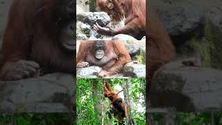 The Orangutans Cute Orangutans shorts short shorts Videos [upl. by Htebsle407]