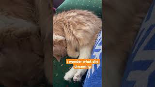 sleepy DoraBaby shortsvideo cat dora shorts [upl. by Halihs]