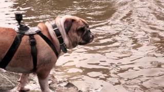 The Big Dog Walk With Lots of Dogs 2016  Official Video [upl. by Samson919]