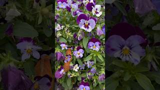 💜 Violas gardenshorts flowers pansies inspiration plantingideas [upl. by Crescentia]