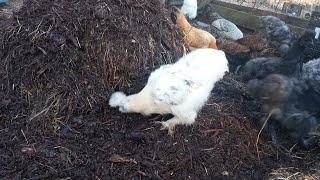 Chicken Compost System Worms Galore [upl. by Anaihr895]