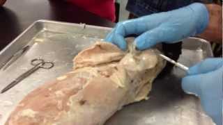 Shawn Villalpando Cat Dissection  muscles [upl. by Aihk20]