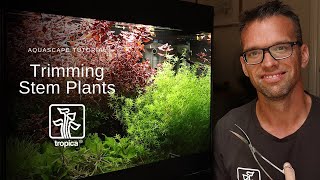 Aquascape Tutorial  Trimming Stem Plants [upl. by Curr434]