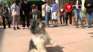 Dog Flash Mob quotEverybody Talksquot by Neon Trees parody [upl. by Ayekal]