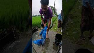 Best Traditional Net Fishing Video After Rain fish fishing fishingvideo [upl. by Borroff]