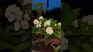 Crownofthorns Plant Blooming shorts ytshorts gardening [upl. by Eirok245]