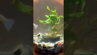 Home Guppy Fish Tank Setup tank fish home good guppy select [upl. by Fulmis]