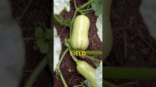 Companion Planting Radishes Next To Squashed and Cucumbers [upl. by Aidaas]