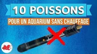 10 poissons daquarium sans chauffage [upl. by Matias]