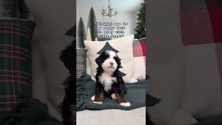 bernedoodle tribernedoodle rockyroaddoodles puppytraining [upl. by Durward808]