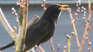 Das Lied mit der Amsel Original Amselgesang [upl. by Smiley280]