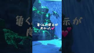 2024 水族館 須磨シーワールド 須磨海岸 水族館めぐり 子どもお出かけスポット 子どもとおでかけ ニモ海亀 [upl. by Vally]