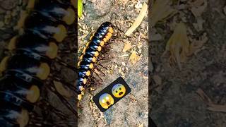 Millipede 🐛 🙀🐛 millipede millipedemarch millipedevscentipede millipedetoy millipedesong [upl. by Victor753]