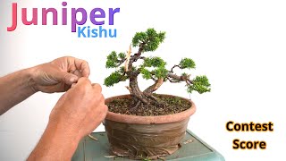 Juniper chinensis will become a bonsai bonsai juniperbonsai [upl. by Herbst]