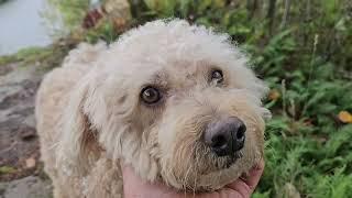 Walking 8 years old mini Goldendoodle in the woods fell down by the cliff [upl. by Gardner]