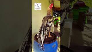 Breeding Male Parrot beak Aseel 🐓 aseellovers aseelfarm trending aseels [upl. by Dallman]