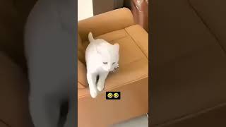 Funny scere cats video🔥🔥🔥🔥😜😜 comedyshorts funny crazyaction memes cat funnycats sheknows [upl. by Hilary64]