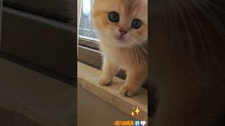 miyav miyav der cici kedicik 🐈 cat hayvanlar animals catlover keşfet [upl. by Nivrek]