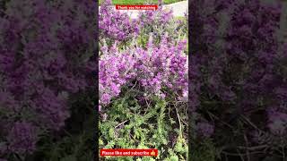 Texas sage leucophyllum frutescensblooming flowers garden plant [upl. by Yortal345]