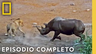 Duelo en la Sabana Leones vs Rinoceronte  Noche De Pelea Animal l Nat Geo en Español [upl. by Hnil32]