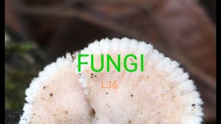 fungal tissue  Plectenchyma Prosenchyma  Pseudoparenchyma  Scletorium fungal tissues NEET PGT [upl. by Madelin]