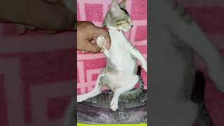 My Hypersomnia kitten😂😊😘 rap music hiphop funny evryone highlights [upl. by Viens]