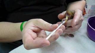 Syringe feeding baby squirrel [upl. by Elaen]