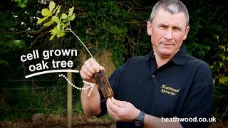 How to plant an Oak tree by Heathwood Nurseries [upl. by Enitsirc]