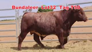 2024 Naracoorte Shorthorn Bull Sale Bundaleer Lot 32 [upl. by Eiddam]