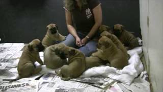 5 week old Boerboel Puppies from Claymore [upl. by Cappello]