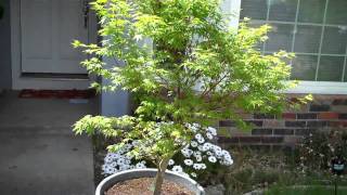 How to grow Japanese Maple Acer Palmatum in a Pot Part 2 a month aftermp4 [upl. by Stetson]