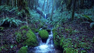 Relaxing Rain Noise  Forest Stream 🌧️ Water Sounds for Sleeping [upl. by Akenat]