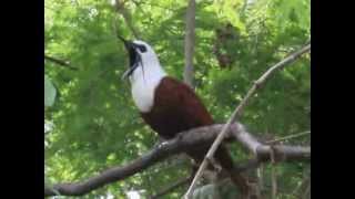 Araponga tricaronculé ThreeWattled Bellbird au Costa Rica [upl. by Retsim]