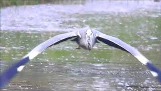 Heron follows Cormorant easy catch  Reiger volgt Aalscholver Ardea Cinerea Phalacrocorax Carbo [upl. by Dwyer582]