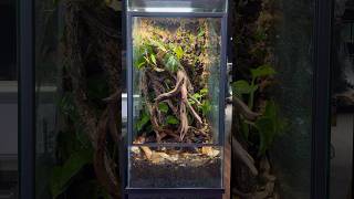 18x18x36” Bioactive Crested Gecko Terrarium Build crestedgecko livingvivarium reptiles tutorial [upl. by Nylrahs]