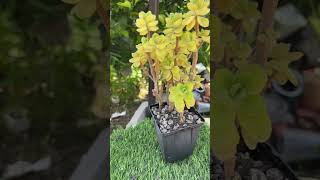 Plectranthus tomentosa plants garden aeonium gardening Plectranthus tomentosasucculent [upl. by Jammal]