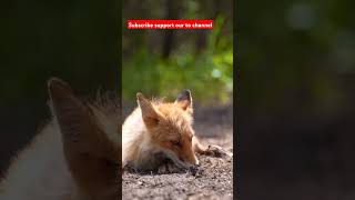 Cute baby fox cutebabyfox [upl. by Ott]