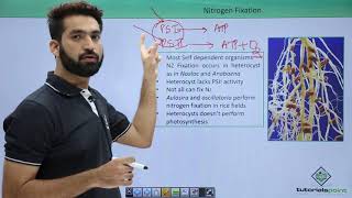 Class 11th – Cyanobacteria  Nitrogen Fixation  Biological Classification  Tutorials Point [upl. by Etyam]