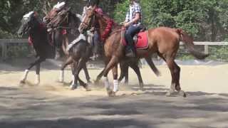 Gold Coast Horse Riding  Bonogin Valley Horse Retreat Christmas Open Day 2011 [upl. by Iniretake]