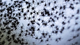 Spiders Raining From The Sky In Australia [upl. by Aikym]