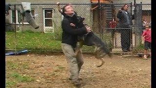 Attack Trained Dutch Shepherd and German Shepherd K91com [upl. by Mayyahk850]