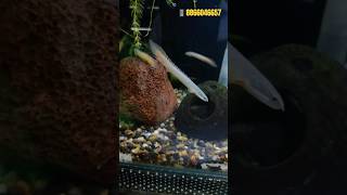 The Green Senegal Polypterus senegalus  Most Exotics aquarium fish  exotic aquariumfish fish [upl. by Ahsilet]