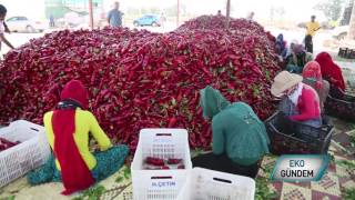 KAPYA TARIM  ADANA KAPYA BİBER HASADI [upl. by Aldus]