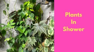 Plants In the Shower Problems to Consider [upl. by Ainnet312]