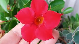 My Mandevilla Dipladenia splendens in beautiful red blooms [upl. by Mercola]