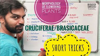 Morphology of flowering plants  Cruciferae  Brasicaceae  Mnemonics  Short tricks [upl. by Airehc875]