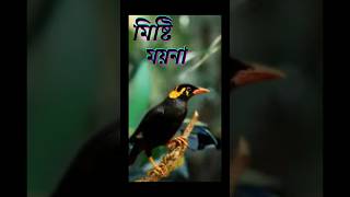 ময়না পাখির দাম ২০২৪ Mayna pakhi price in Bangladesh [upl. by Akcirderf]